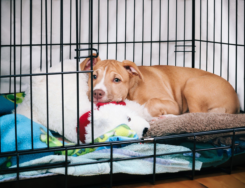 pitbull in a crate